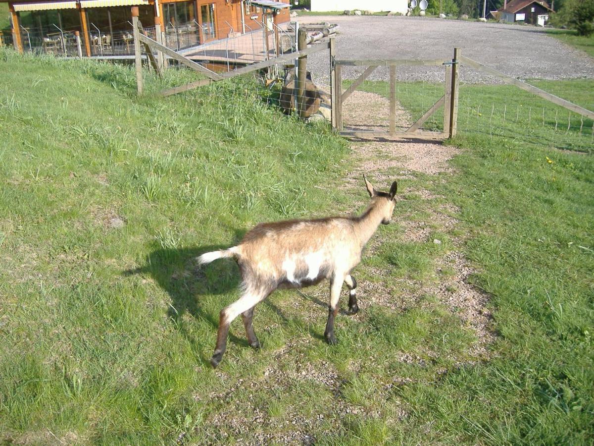 Les Gites De La Bergerie Xonrupt-Longemer Buitenkant foto